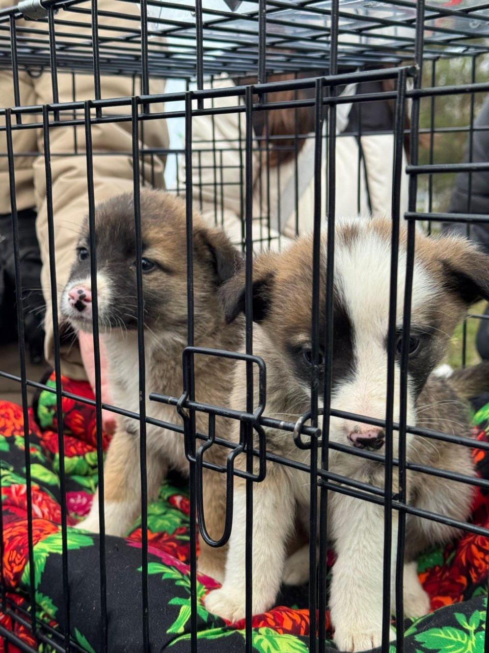 Так прямо сейчас проходит благотворительная акция «Ищу человека» Так прямо сейчас проходит благотворительная акция «Ищу человека»