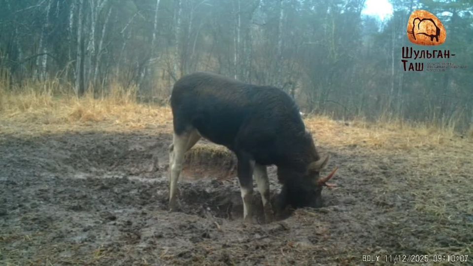 Лось-лизун попал на видео. В заповеднике «Шульган-Таш» трудолюбивого лося застали за работой на солонце