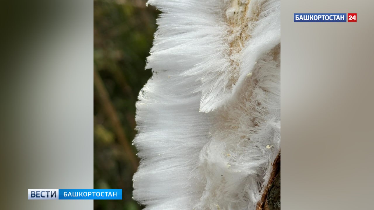 В Аскинской пещере Башкирии обнаружено редкое природное явление - «волосатый лед»