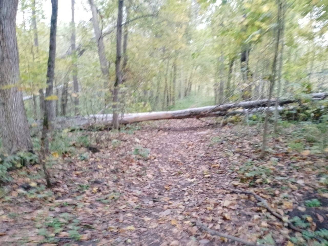 В Башкирии бобры перекрыли туристам дорогу к пещере Шульган-Таш, свалив деревья