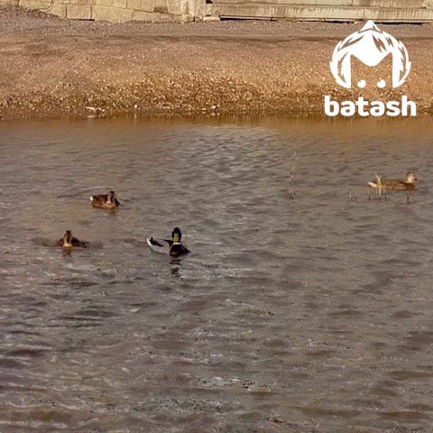 Сипайловская идиллия: дети кормят уточек, плавающих в луже у жилых домов