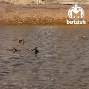 Сипайловская идиллия: дети кормят уточек, плавающих в луже у жилых домов