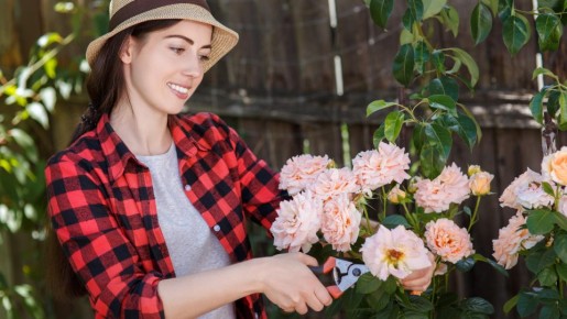 Такого соседства роза не переживет: даже не вздумайте сажать эти цветы поблизости