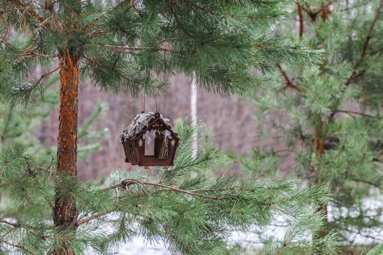 Сохранить и благоустроить. В Уфе приступили к благоустройству дендропарка имени лесовода Георгия Рутто Сохранить и благоустроить. В Уфе приступили к благоустройству дендропарка имени лесовода Георгия Рутто