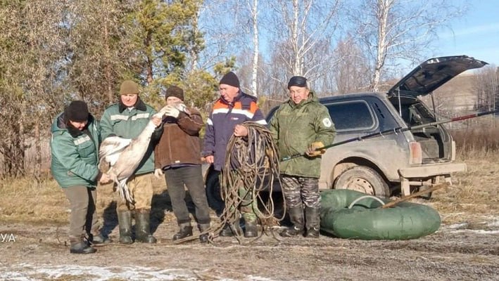 На озере Аслыкуль спасли детёныша лебедя, который вмёрз в лед и не смог улететь На озере Аслыкуль спасли детёныша лебедя, который вмёрз в лед и не смог улететь