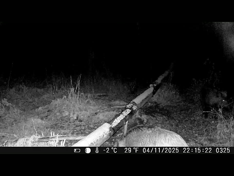 Кабанчики ходят с очень важным видом