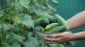 Как спасти огурцы от горечи: секреты успешного урожая