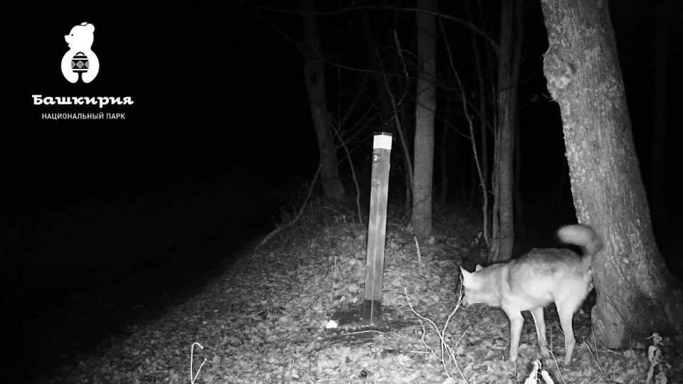 Волчье семейство в нацпарке «Башкирия»