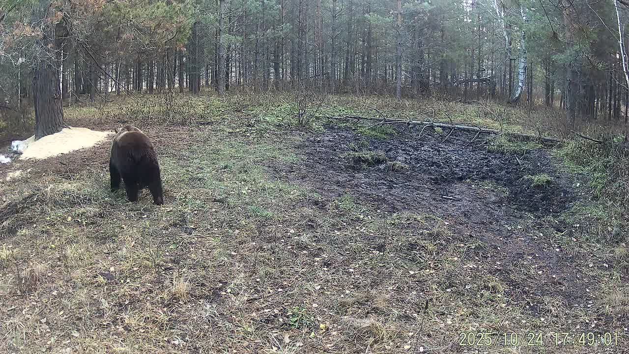 Мишка в «Мурадымовском ущелье»