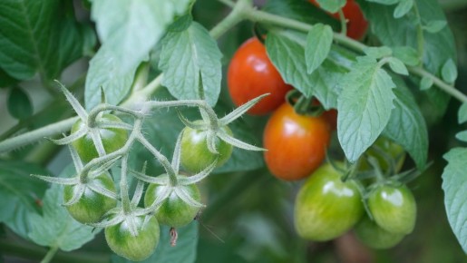 После томатов грядку нужно обеззаразить: после такой обработки посадки будут здоровыми