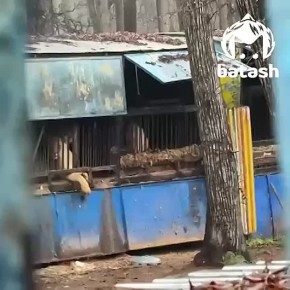 Прокуратура проверяет закрытый зоопарк на Менделеева в Уфе, где истощённые животные всё ещё выживают сидят в клетках