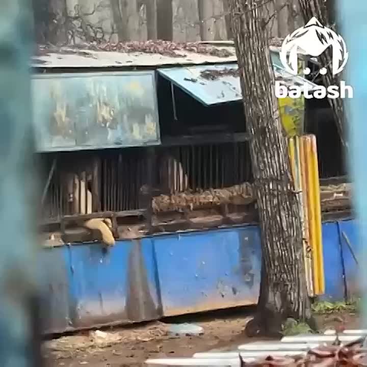 Прокуратура проверяет закрытый зоопарк на Менделеева в Уфе, где истощённые животные всё ещё выживают сидят в клетках
