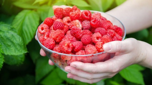 Не переплачивайте: это народное средство защитит малину от червей в разы лучше «химии»