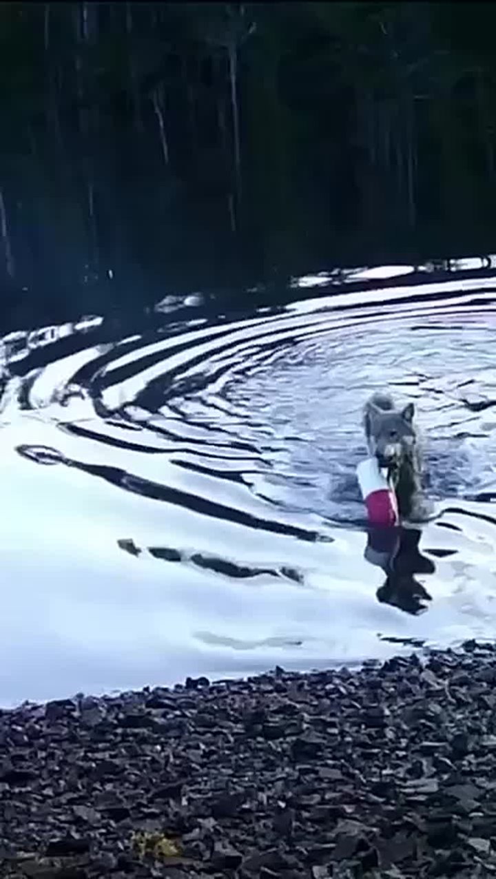 В Канаде засняли волка, который догадался, зачем нужны рыбацкие сети и как ими пользоваться