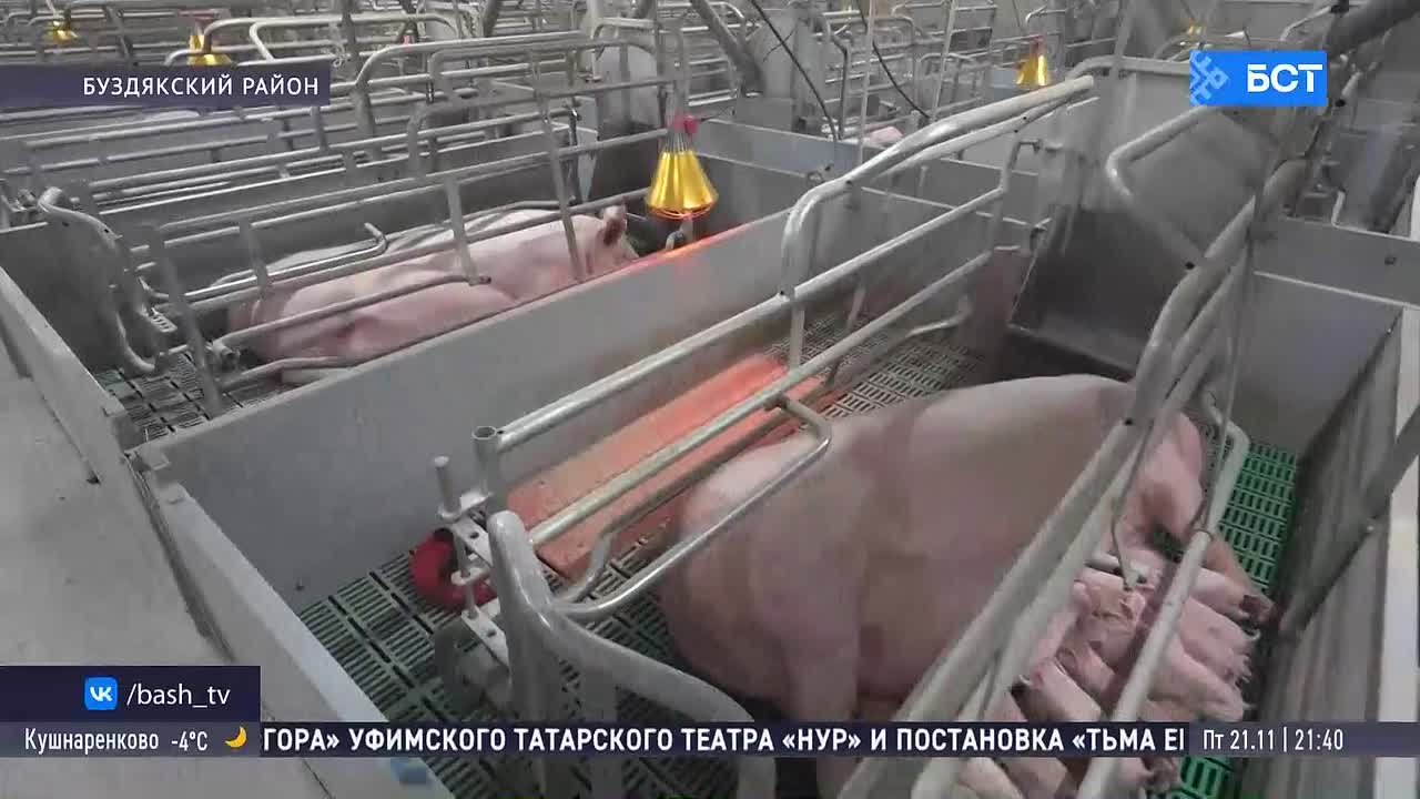 В Башкирии развивают животноводство благодаря прогрессивным технологиям