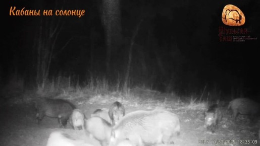 У кабанов — сезон миграции