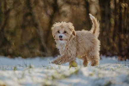 Как правильно обучить собаку: ключевые команды для комфортной жизни с питомцем