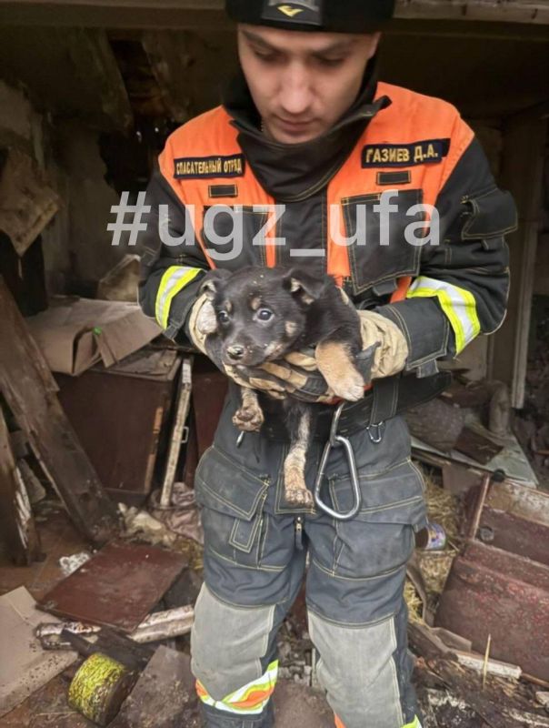 В Уфе спасли пятерых щенков из заброшенного дома