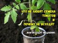 Почему семена томатов могут не прорасти: неожиданные причины и советы