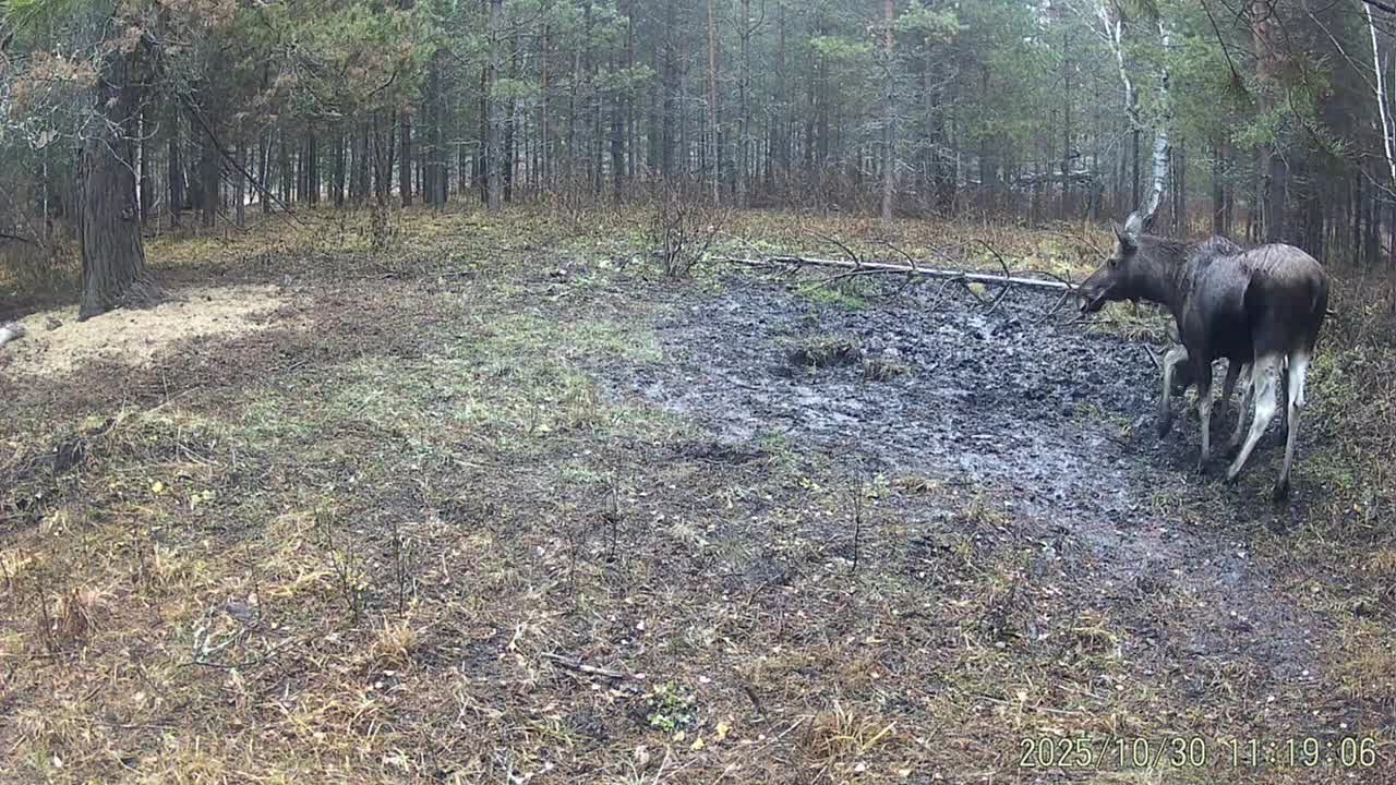 Лосенок с мамой попали в объектив фотоловушки в природном парке в Башкирии