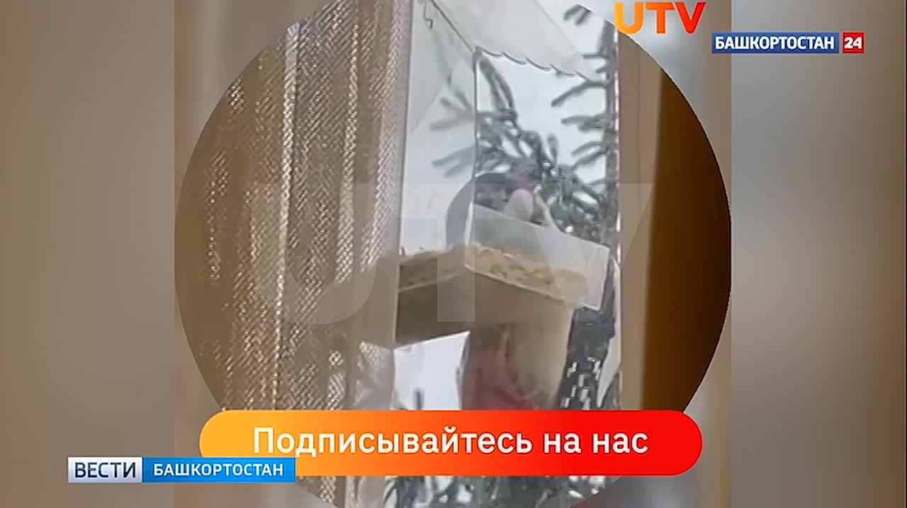 Дятел стал неожиданным гостем у жительницы Уфы