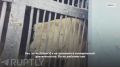 Львы в заброшенном зоопарке: в Уфе продолжается скандал вокруг зоопарка «Саванна» — он официально закрыт с 2022 года, но