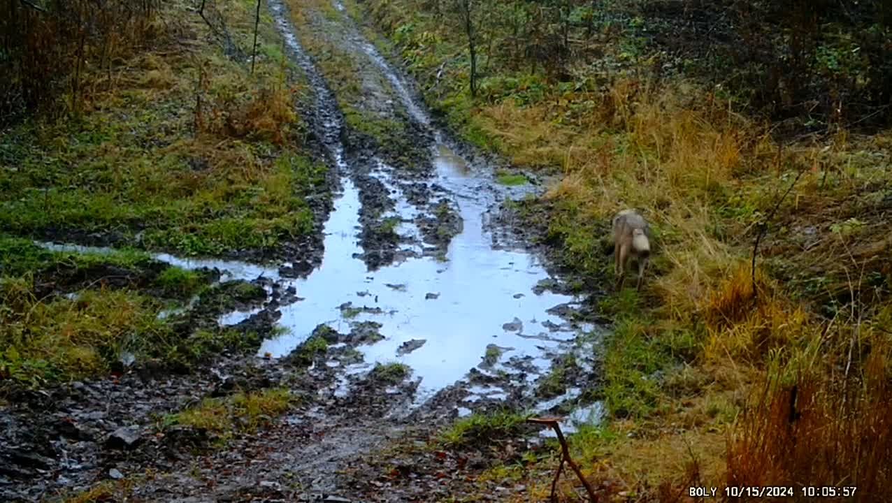 Фотоловушка засняла волка-одиночку