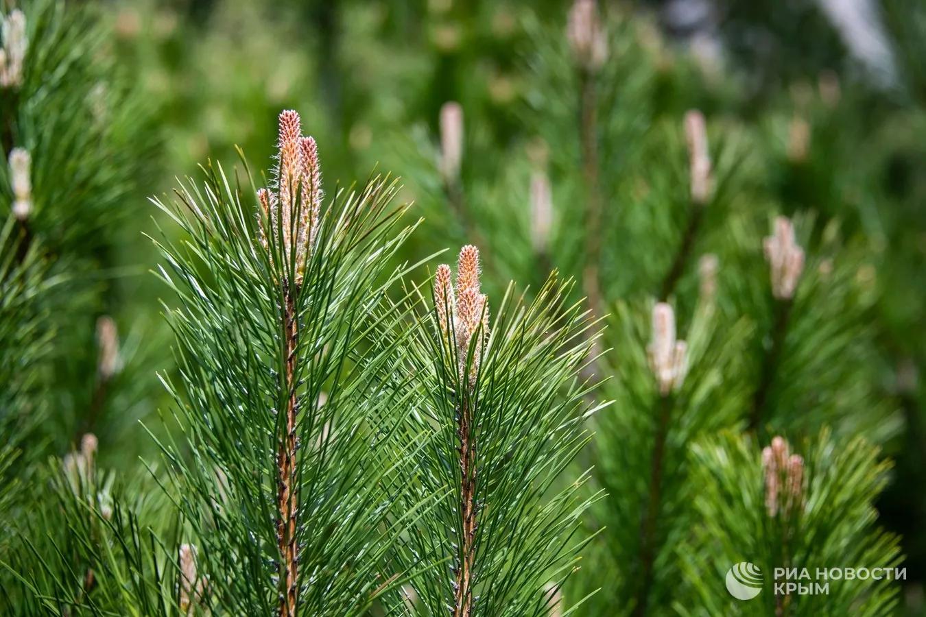 Более четырех тысяч елок ввезли в Крым из разных регионов России