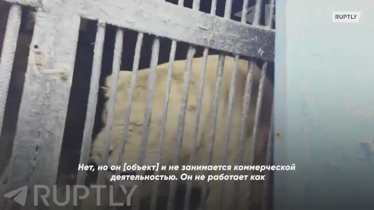 Львы в заброшенном зоопарке: в Уфе продолжается скандал вокруг зоопарка «Саванна» — он официально закрыт с 2022 года, но