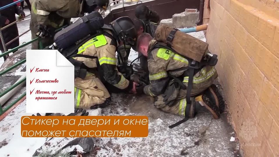 Безопасность животных при пожаре