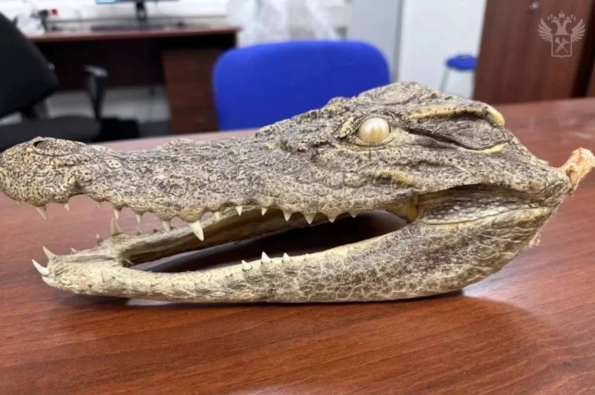 В Уфе задержали пассажира с чучелом головы крокодила из Вьетнама —