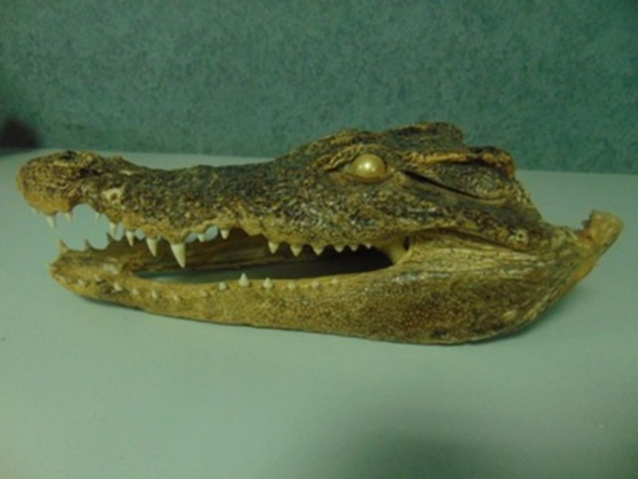 Изъяли экзотический сувенир