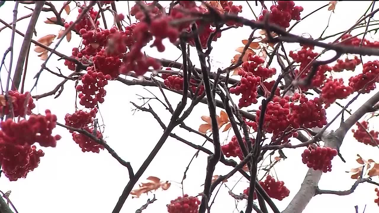 +8 градусов в конце ноября: в Башкортостане установили температурный рекорд