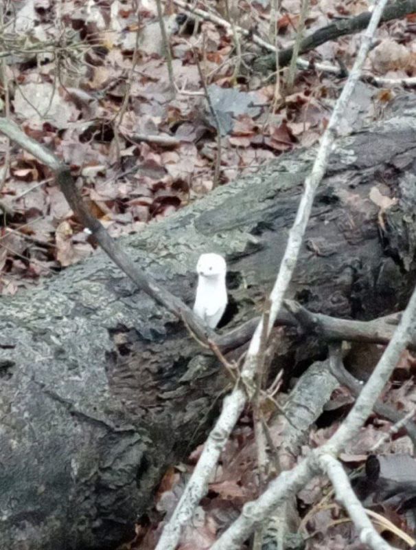 Подписчики, ловите дозу мимимишности, маленьковости и тепла от этого микро-сурка из Бижбулякского заповедника
