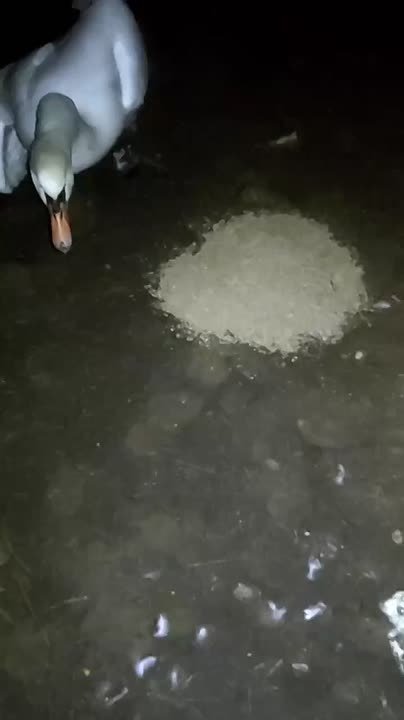 Раненый лебедь упал во двор жилого дома в Башкирии