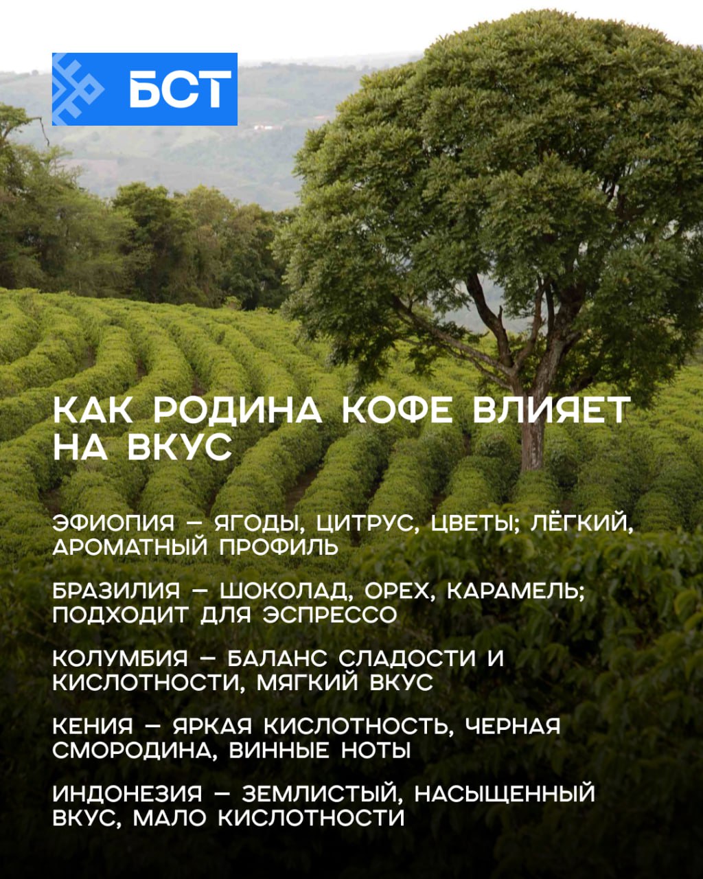 Кофе, который вам понравится — существует Кофе, который вам понравится — существует