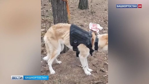 Истощенную и привязанную к дереву собаку нашли в лесу в Уфе