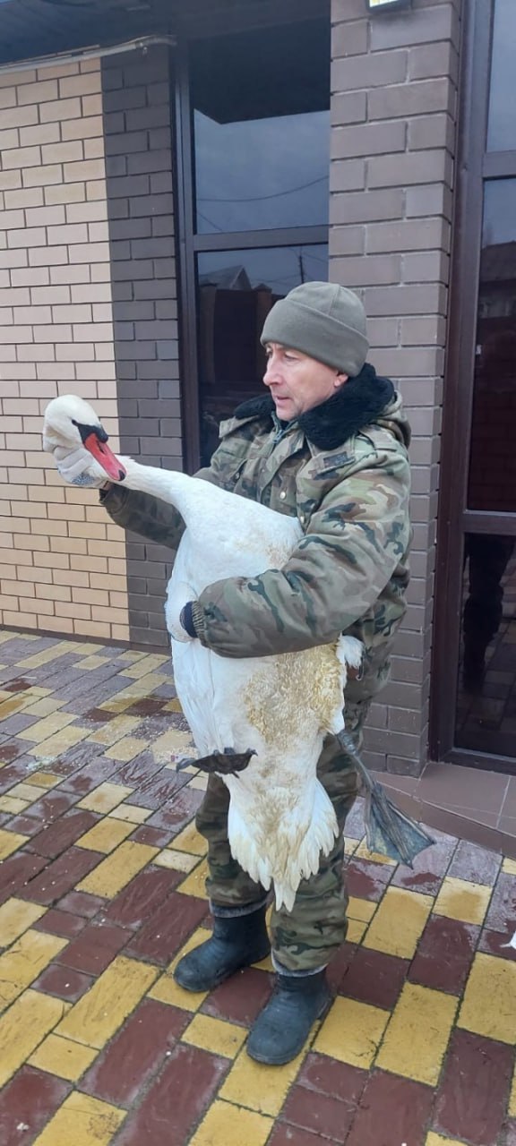 В Благовещенске нашли лебедя-шипуна В Благовещенске нашли лебедя-шипуна