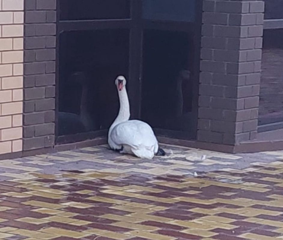 В Благовещенске нашли лебедя-шипуна