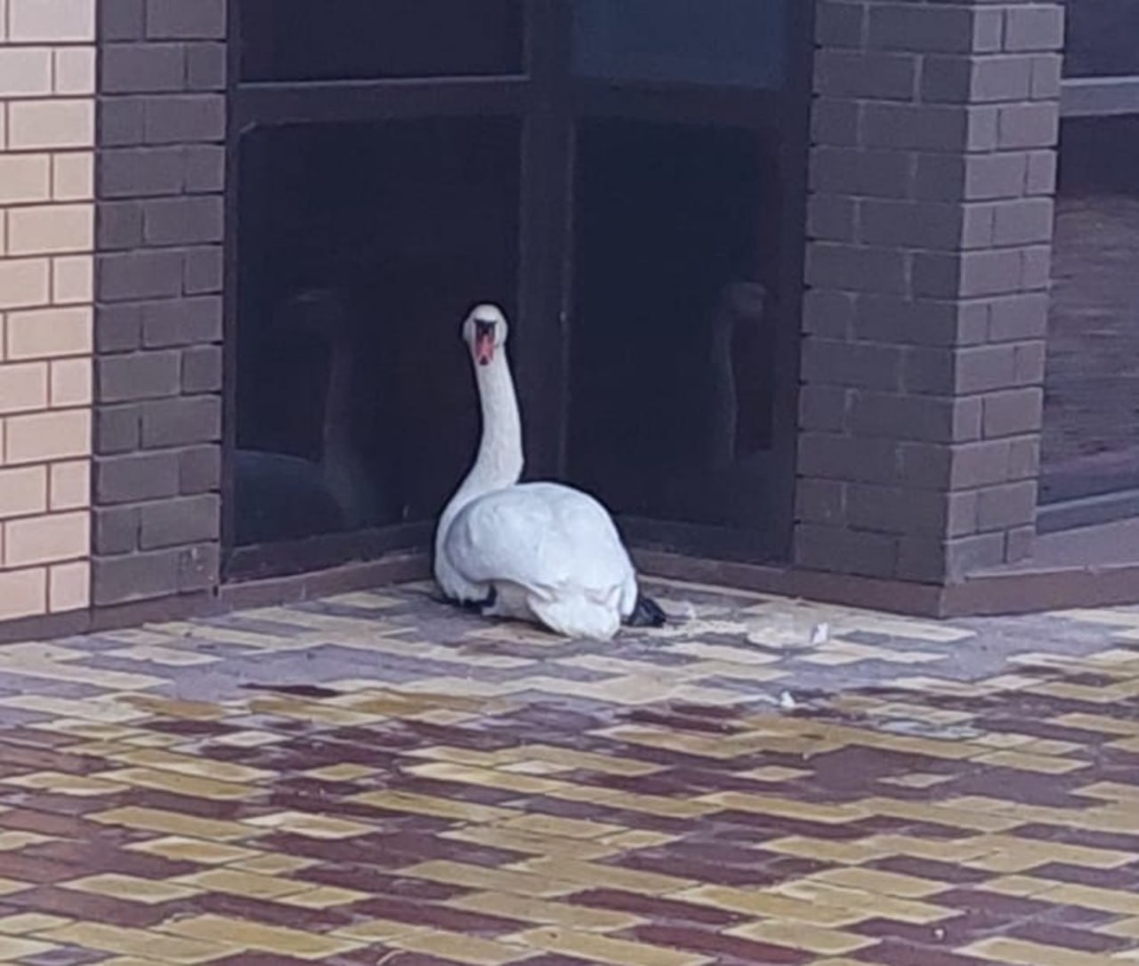 В Благовещенске нашли лебедя-шипуна