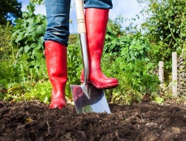 10 проверенных способов сократить расходы на дачу в 2025 году