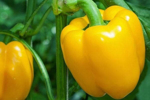 Сладкий перец Король Севера: идеальный выбор для любого огорода