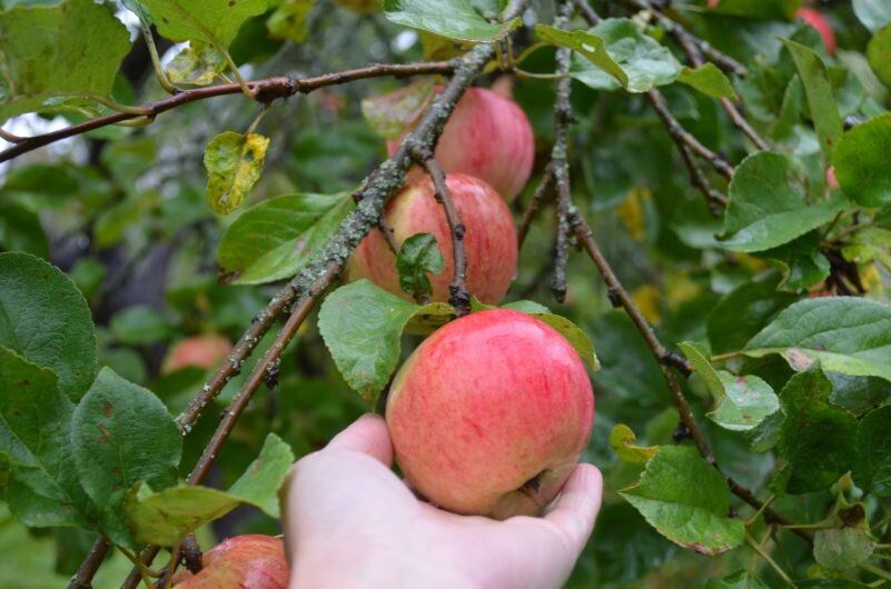 Правильная формировка кроны яблони за пять лет