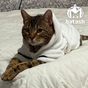 Кот умер в уфимской клинике "Центр здоровья животных" — хозяйка уверяет, что отдала за его лечение почти 100 тысяч