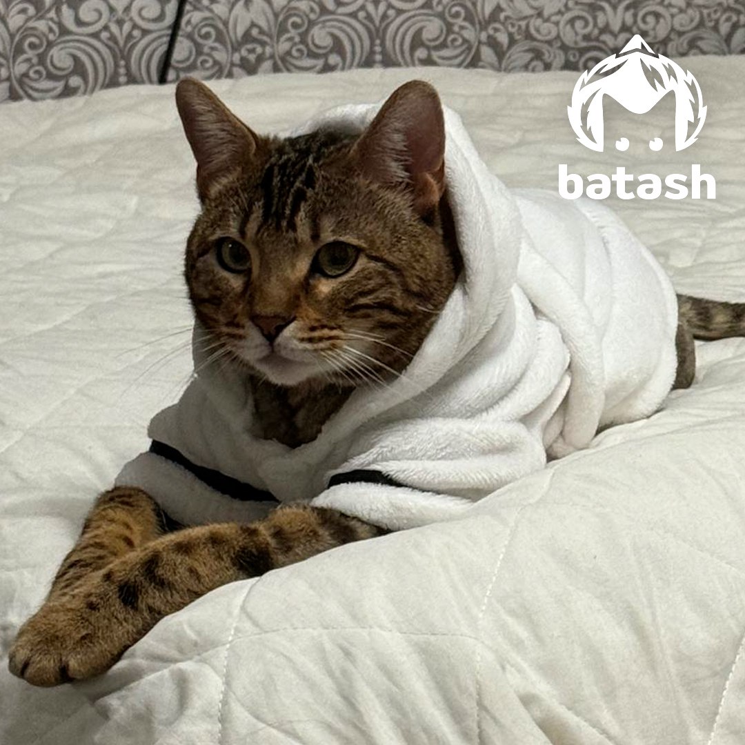 Кот умер в уфимской клинике "Центр здоровья животных" — хозяйка уверяет, что отдала за его лечение почти 100 тысяч