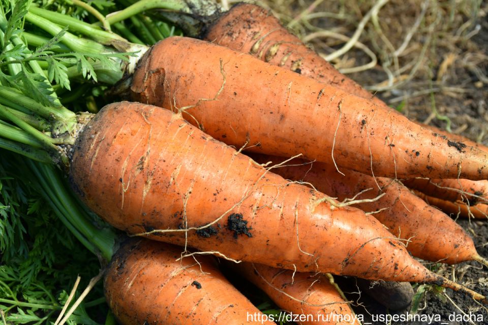 Когда пора выкапывать морковь: простые советы для огородников