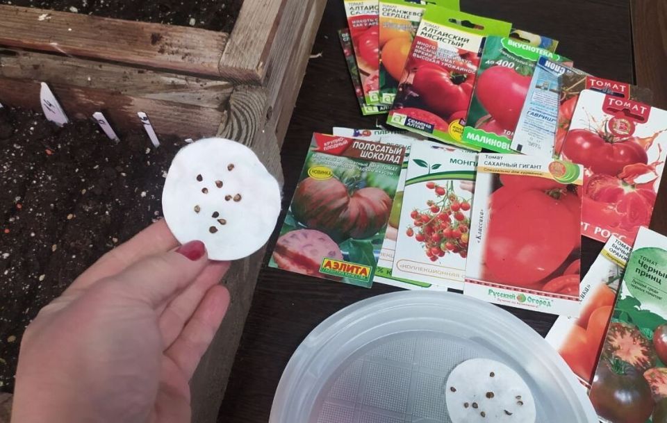 Как подготовить семена томатов для успешного посева