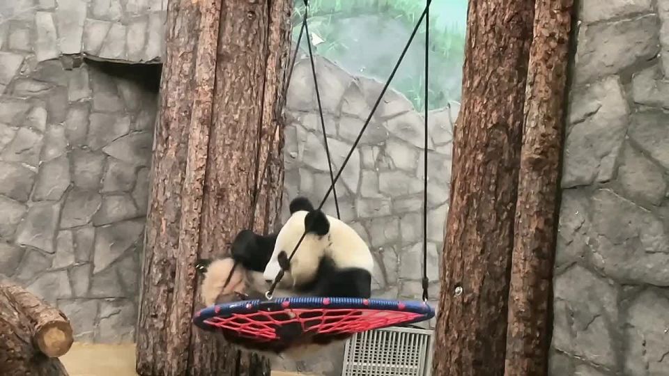 У кого осенняя хандра, посмотрите, как проводит время Катюша из Московского зоопарка