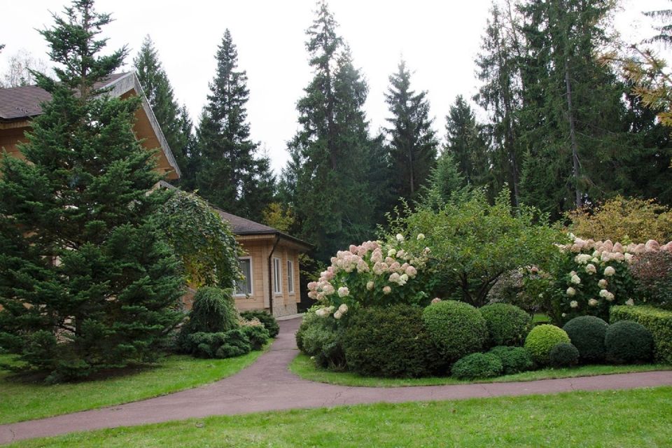 Как лесные деревья изменят ваш участок: уход и выбор идеальных соседей