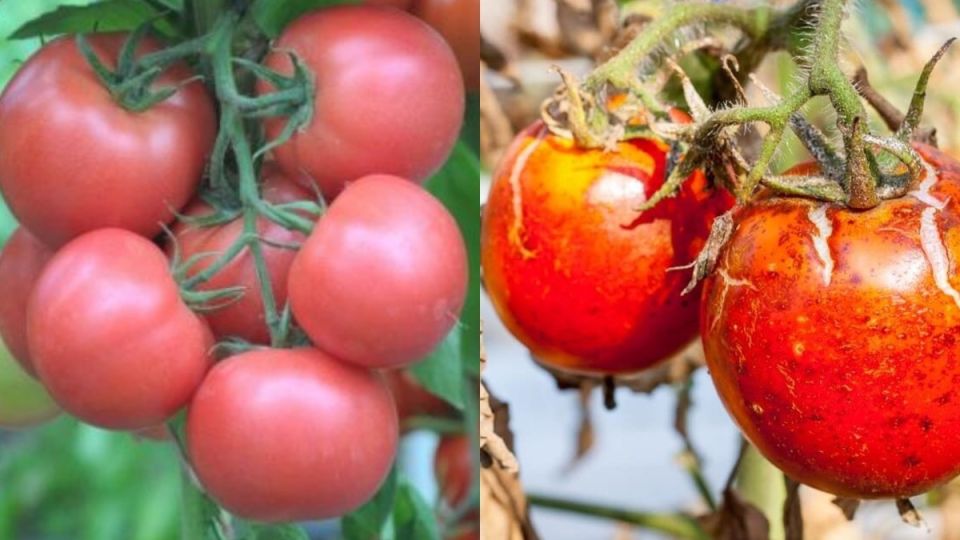 Секреты успешного выращивания фитофтороустойчивых томатов: избежите потерь урожая